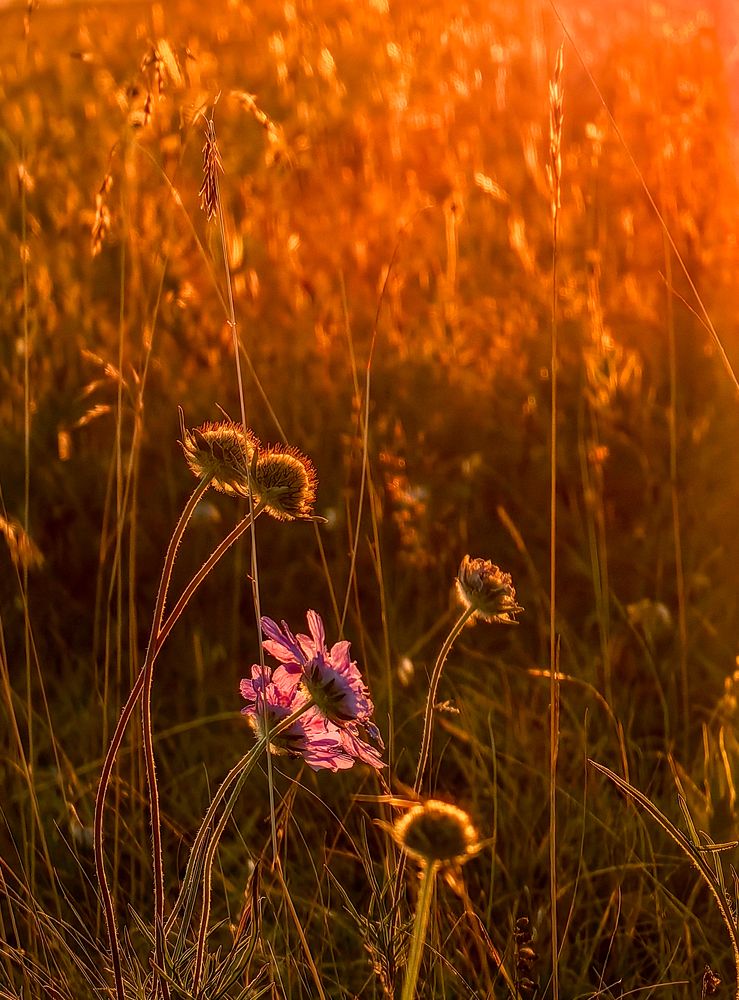 Photograph by Igor M.