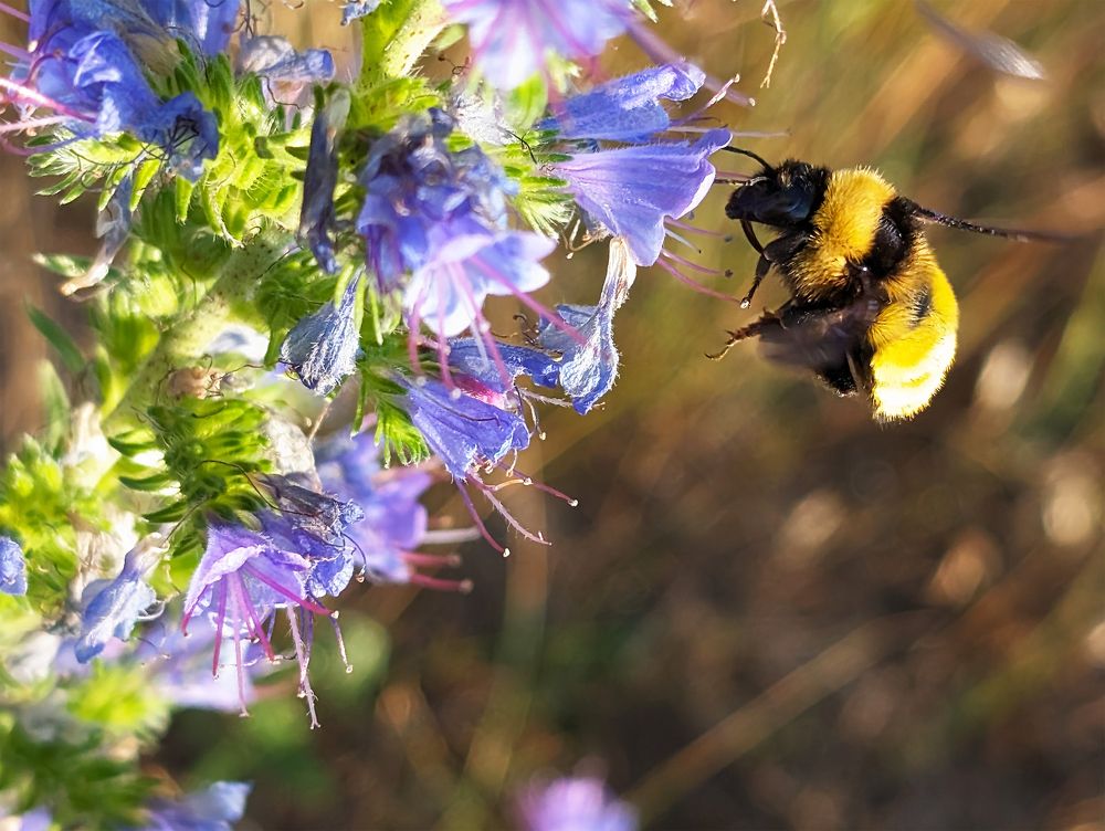 Здравствуй! Это я!(Утренний гость)