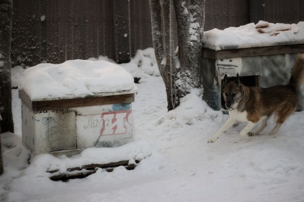 Западносибирская лайка