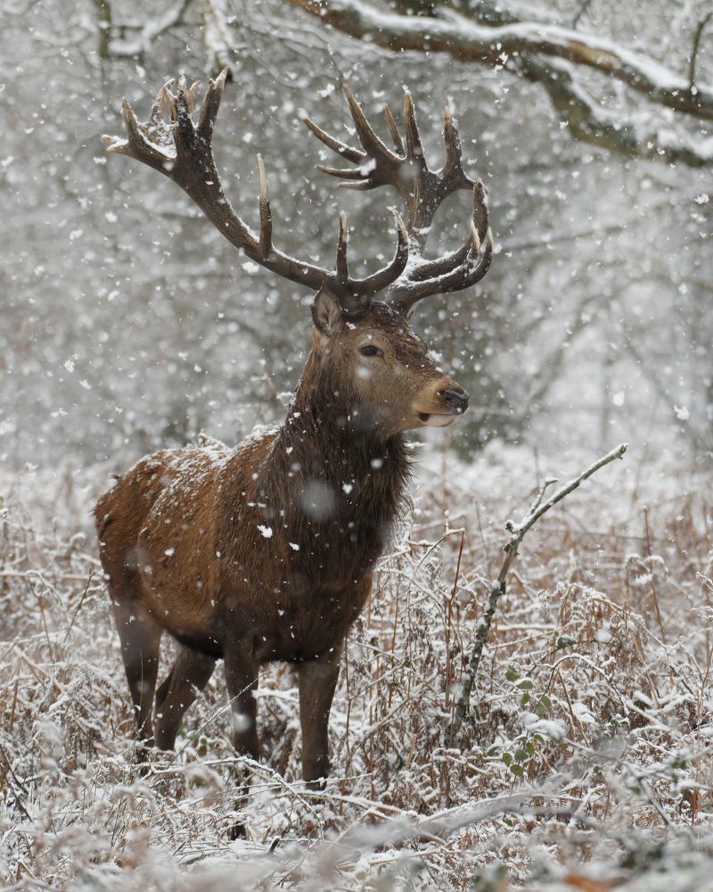 King of the Winter Realm