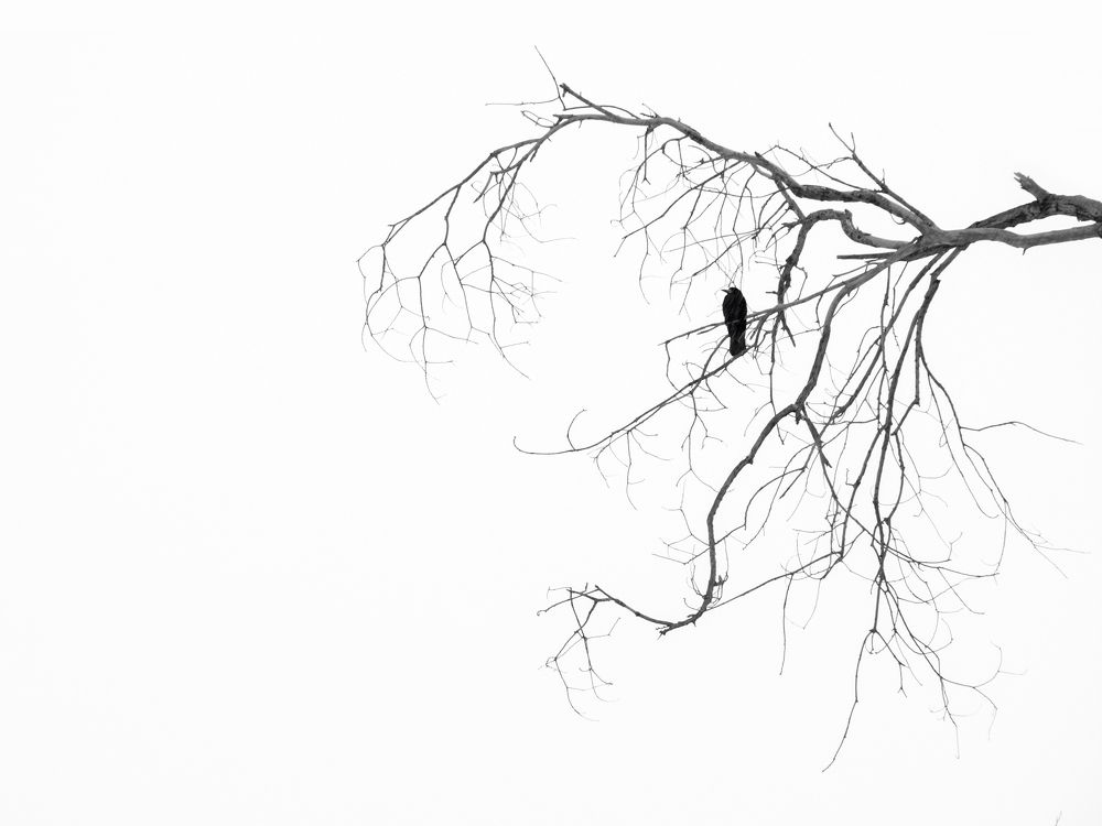 Photograph by Farshad Yazdankhah