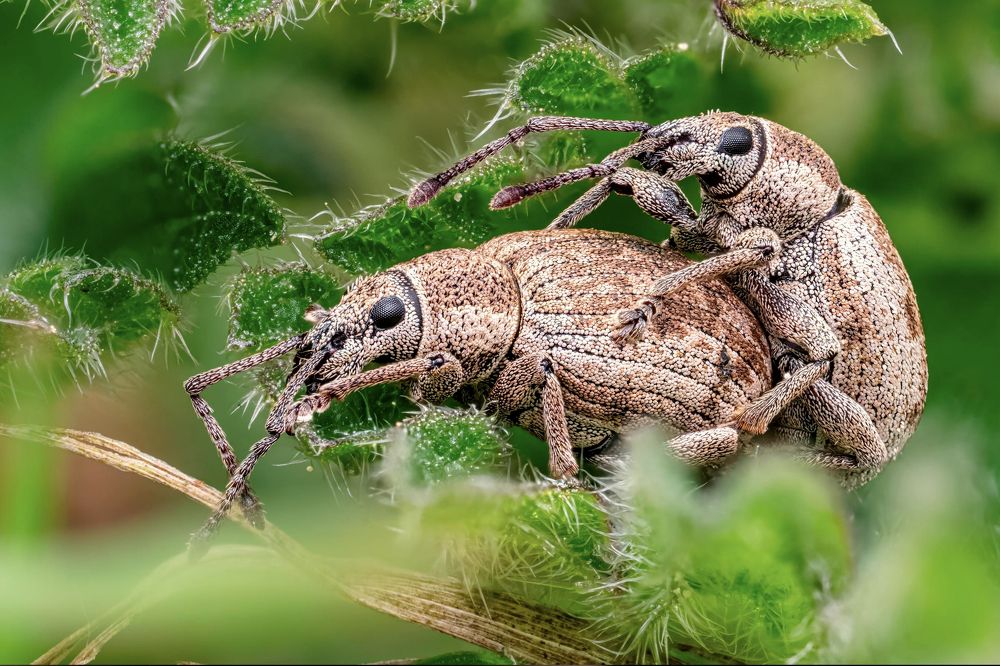 Photograph by Otto Acosta