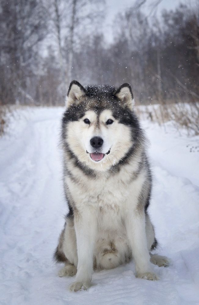 Photograph by Ольга Саенко