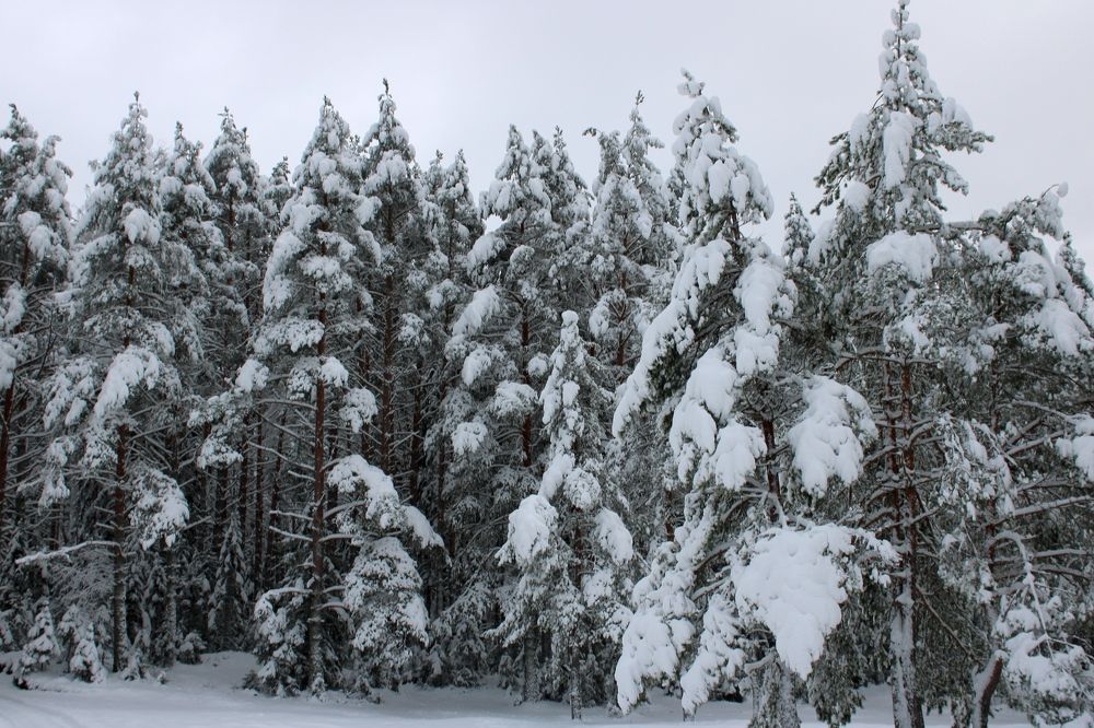 Photograph by Olga Bagaeva