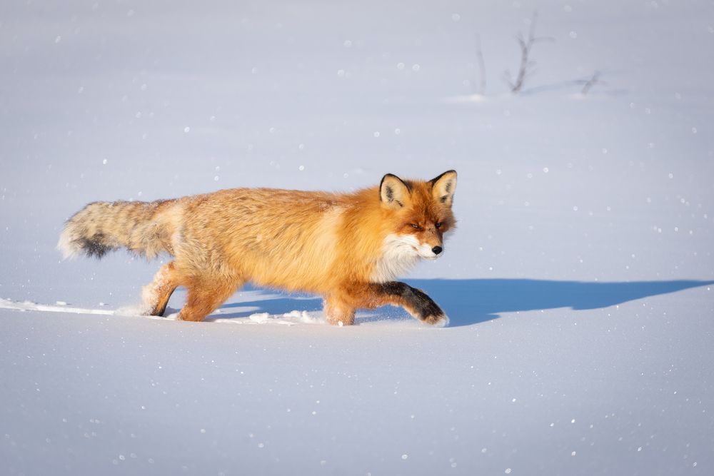 Взгляд хищника