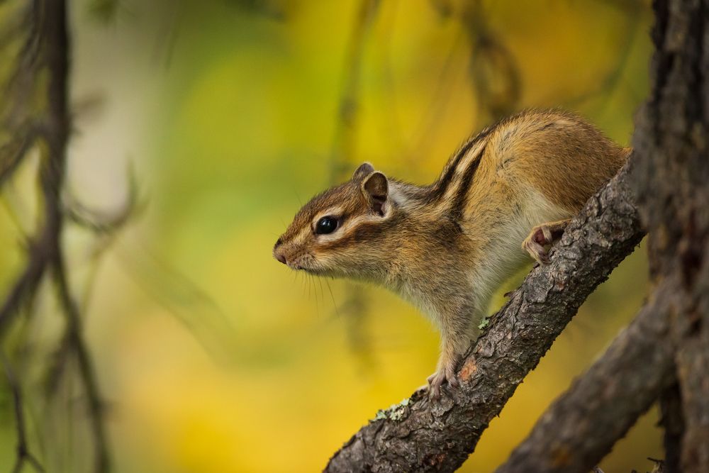 Азиатский бурундук