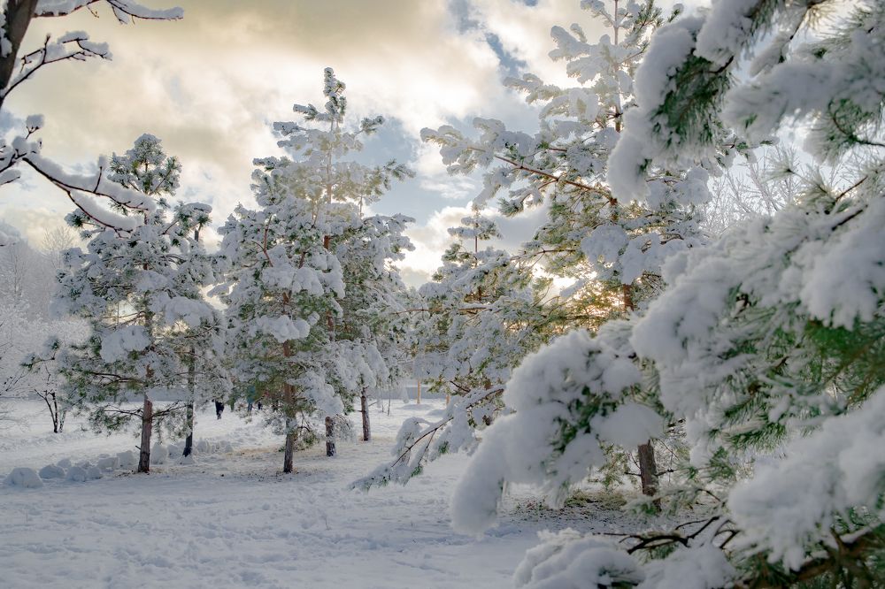 Зима в парке.