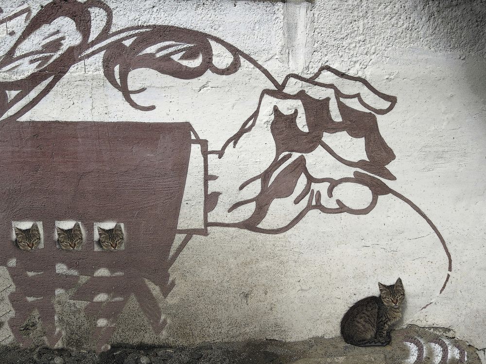 Photo #11674133