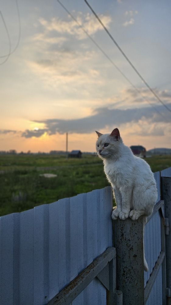 Photo #11674169