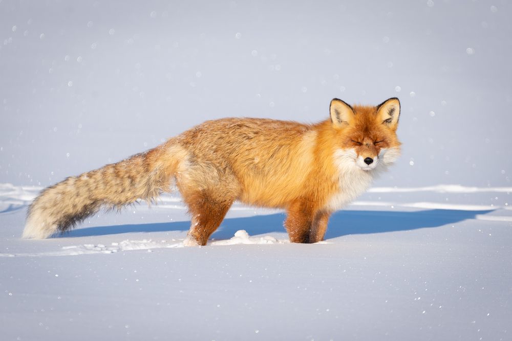 Солнечные ванны