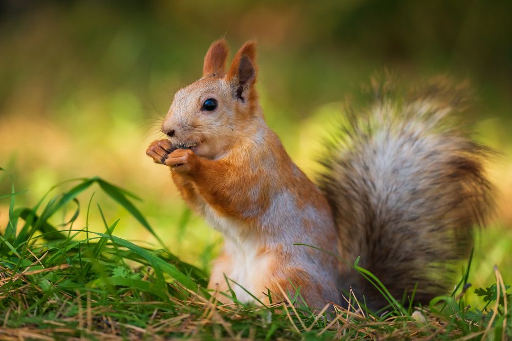 Белочка-красотка