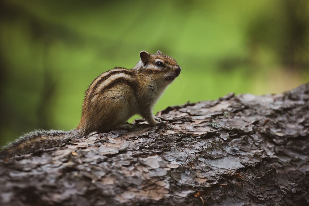 В лесной глуши