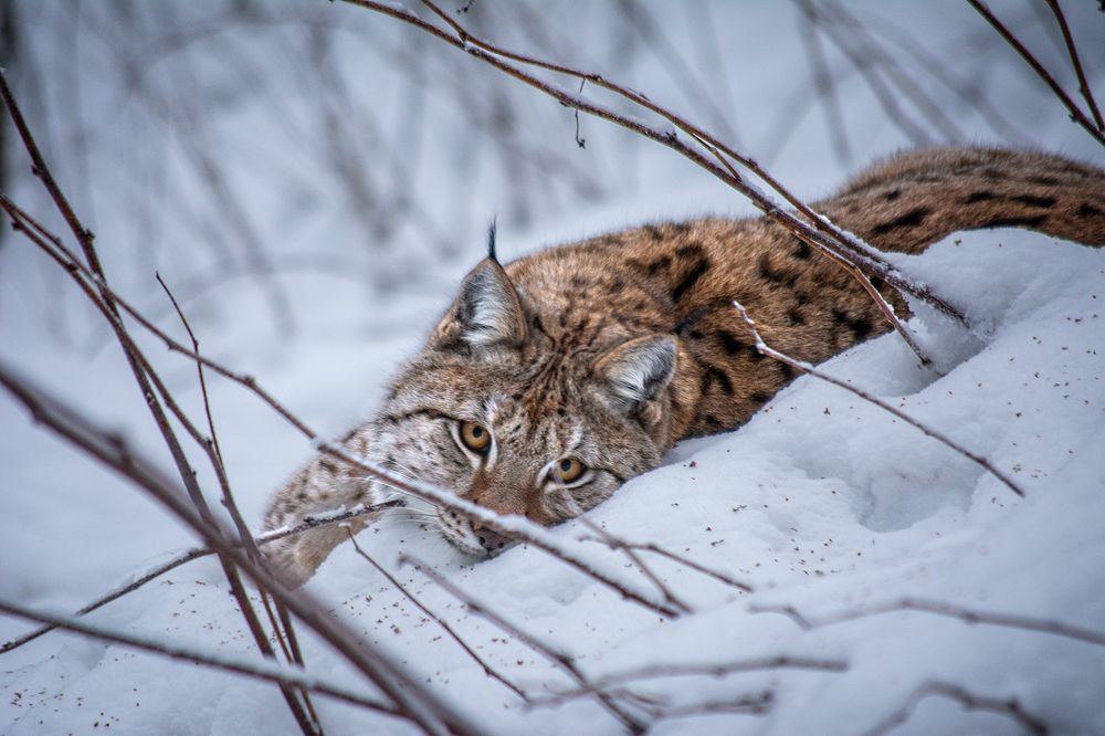 Photograph by Renee Johansson