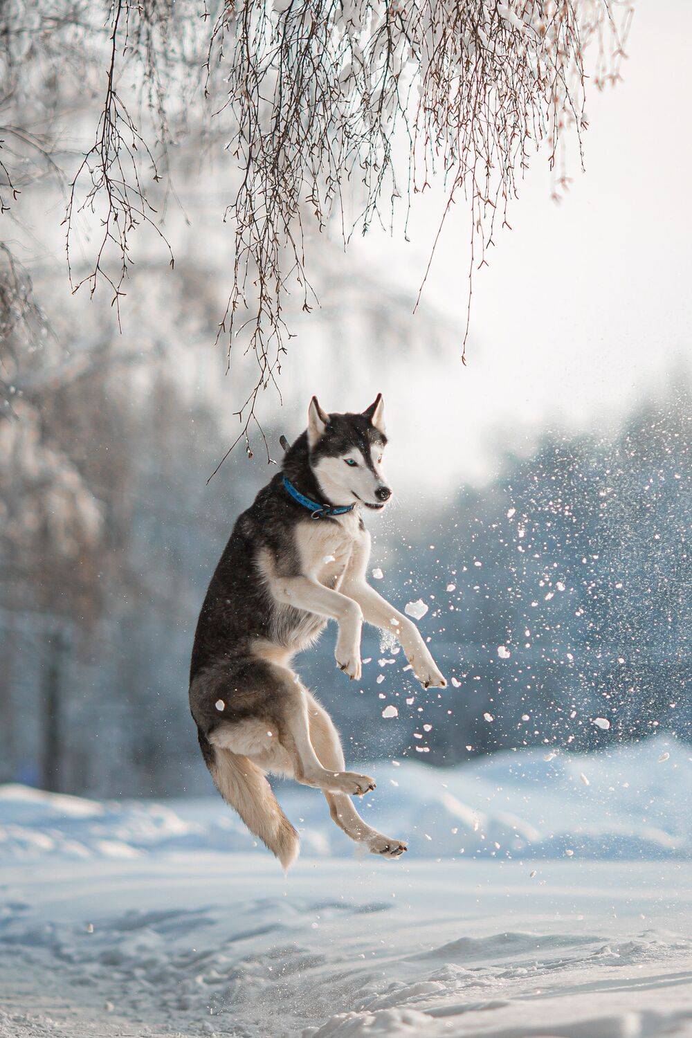 Photo #11674601