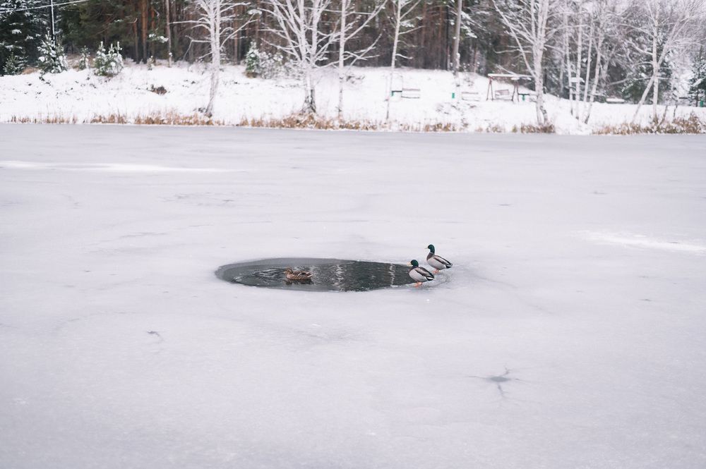 Photograph by Светлана Субботина