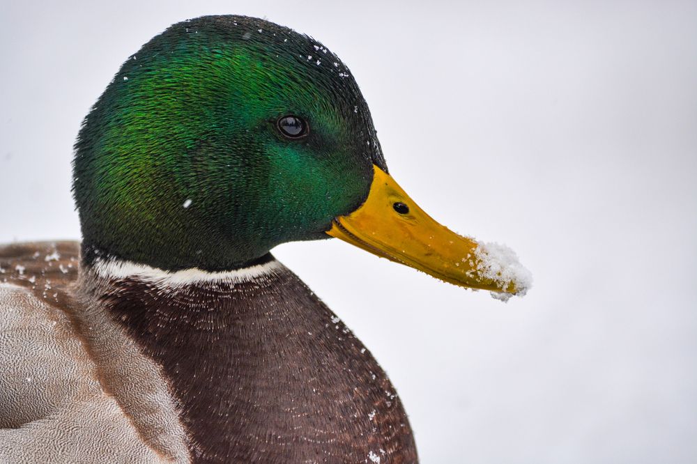 Photograph by Анастасия Гурова