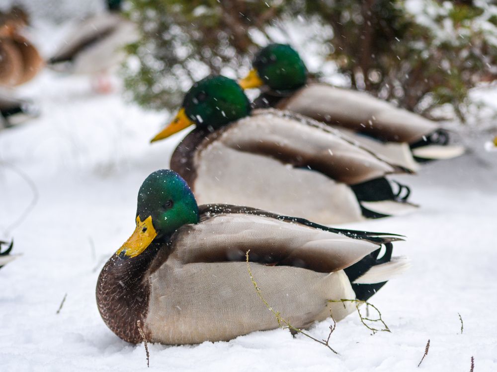 Photograph by Анастасия Гурова