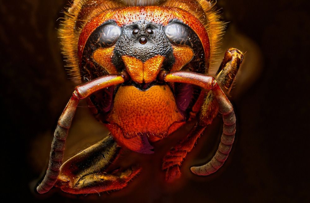 Фотография автора Ulfhednar0110