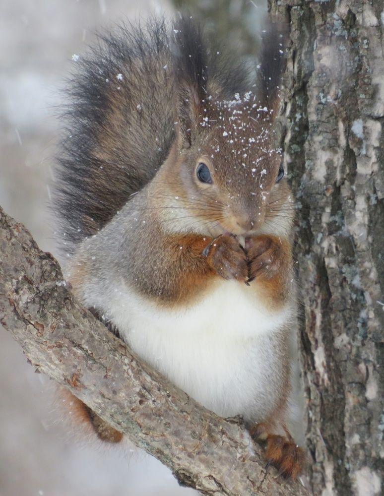 Photograph by Елена Кузина