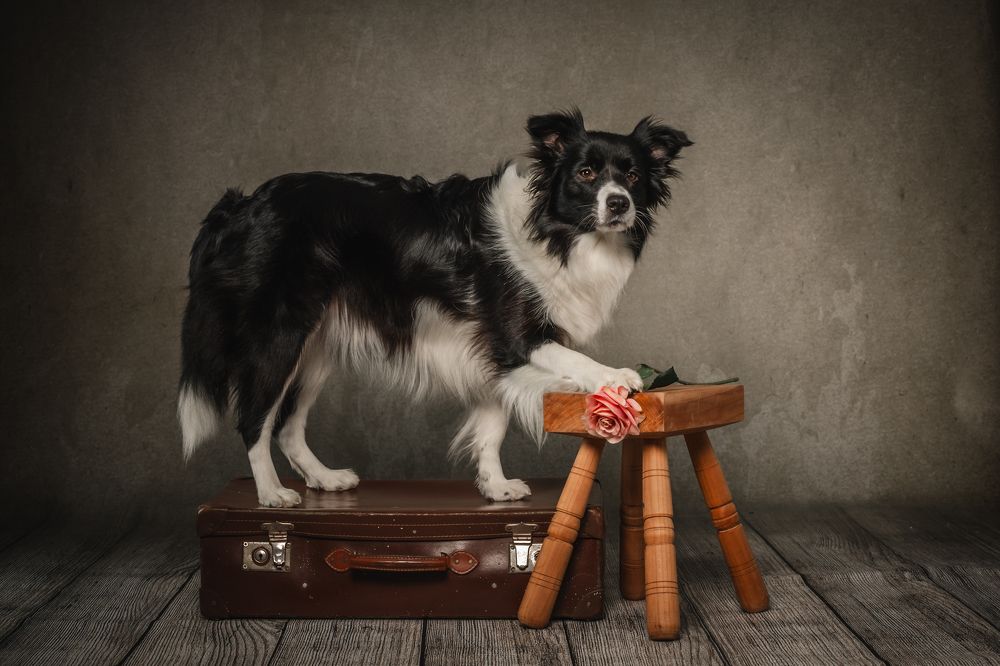 yucca, the search dog