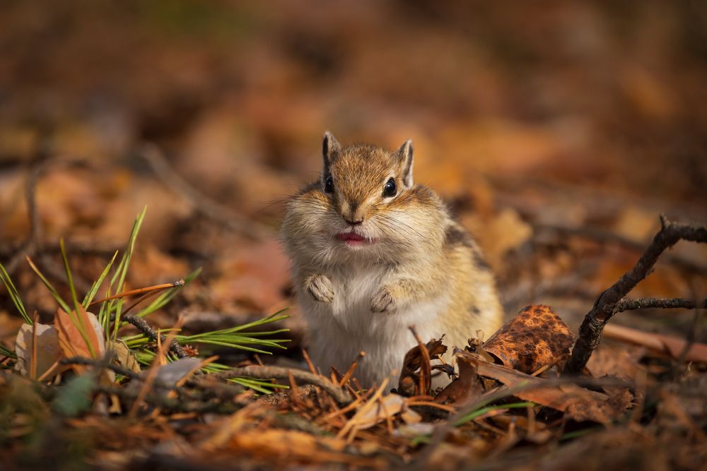 Мелочь пузатая