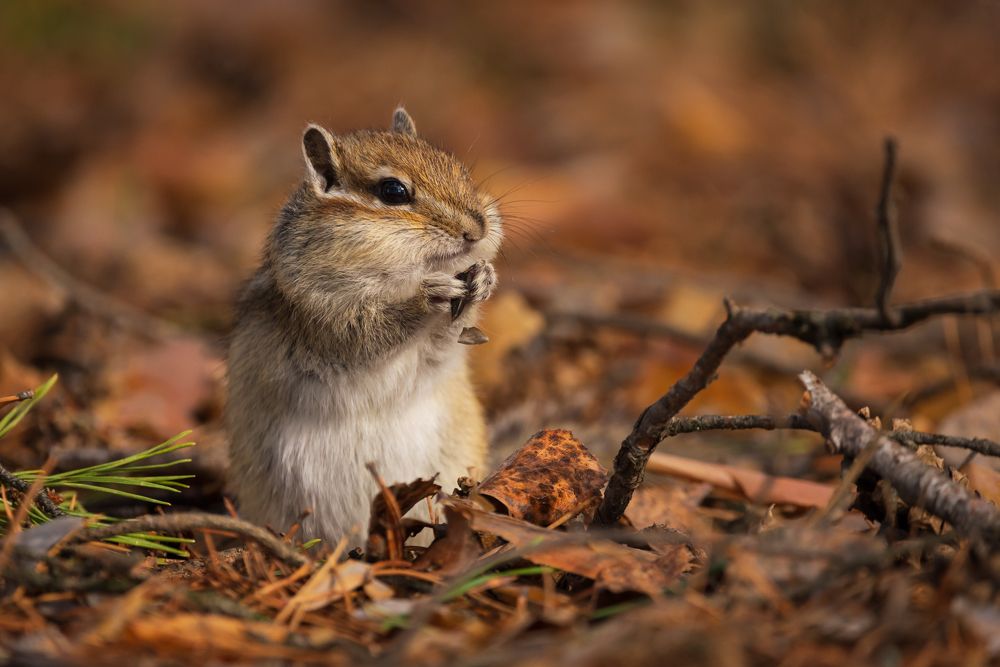 Бурундучок - лесной зверёк