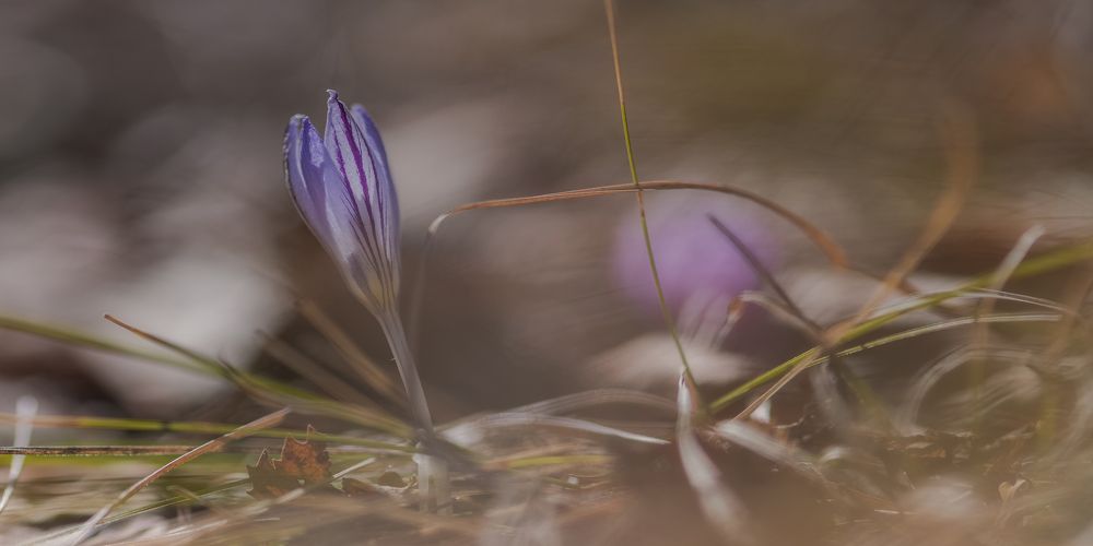 Горные крокусы