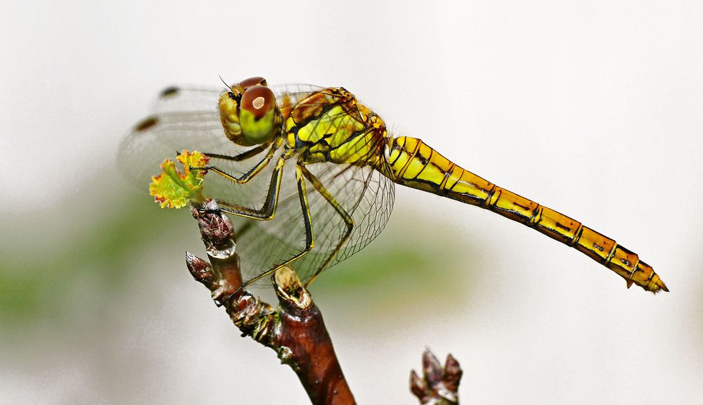 Photograph by Marjo Steffen