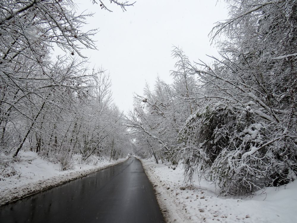 Road through snowy forest