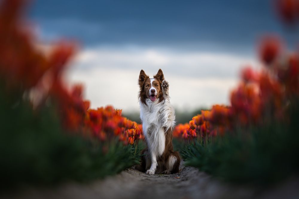 Photograph by Izabela Lyson