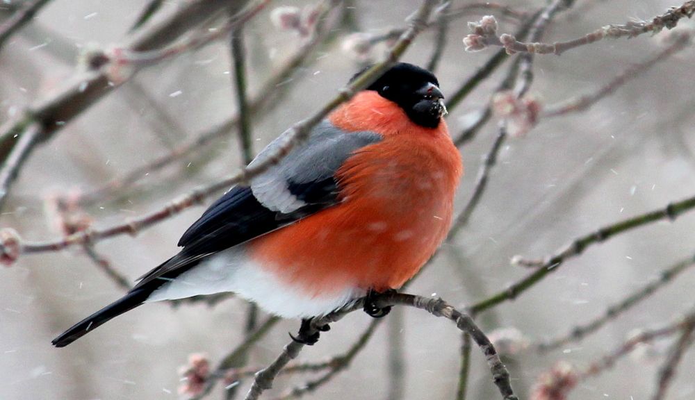 Photograph by Жанна Нечаева