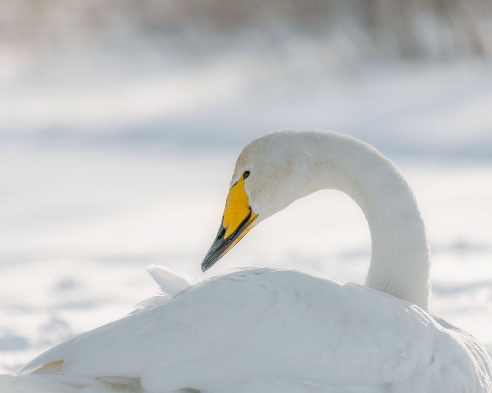 Photograph by Ekaterina Romanova