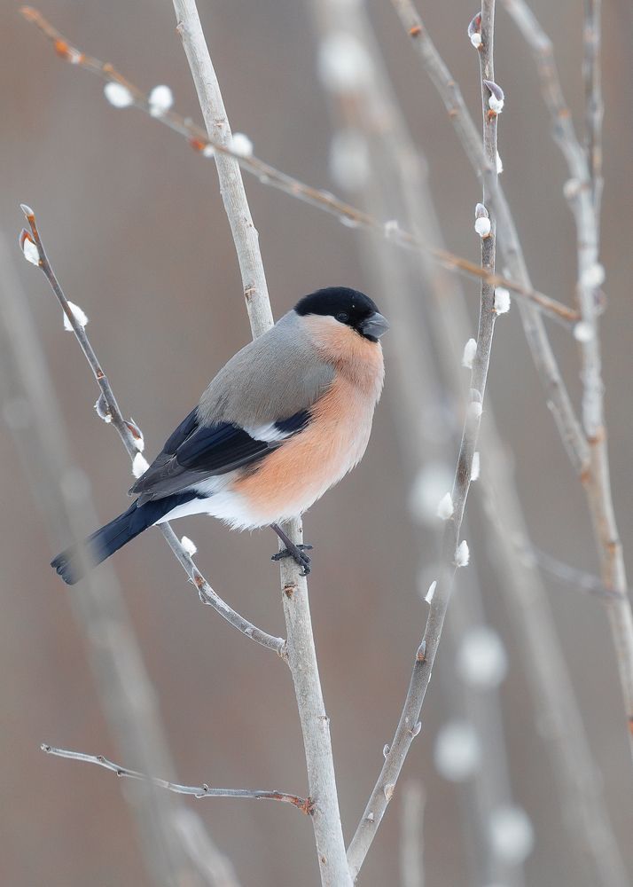 Photograph by Ekaterina Romanova