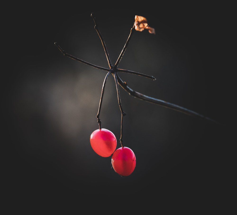 Photograph by Svetlana Gubanova