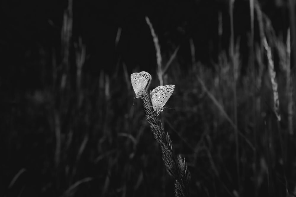 Photograph by Левичев Валетнин