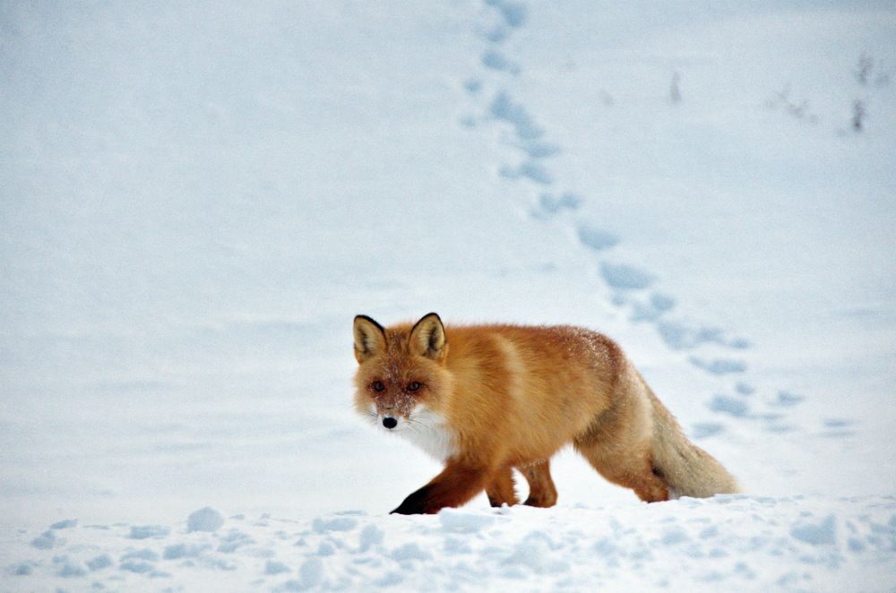 Фотография автора Мария Черница
