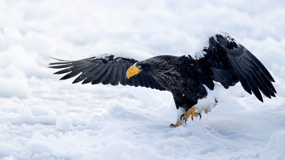 Winter Eagle