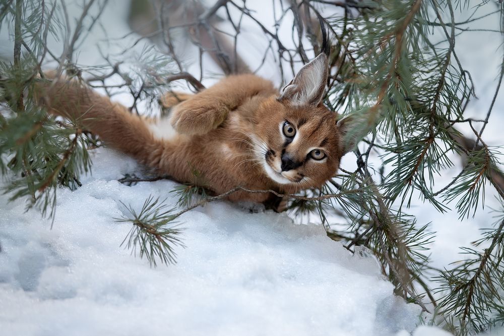 Photograph by Светлана Писарева