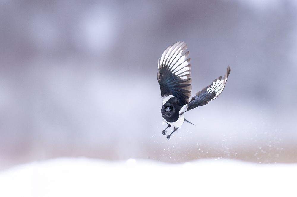 Photograph by Marcin Parzybut