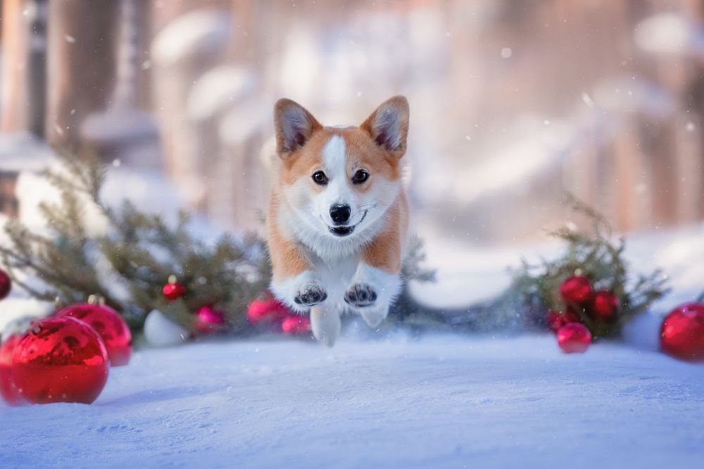 Прыжок в Новый год!