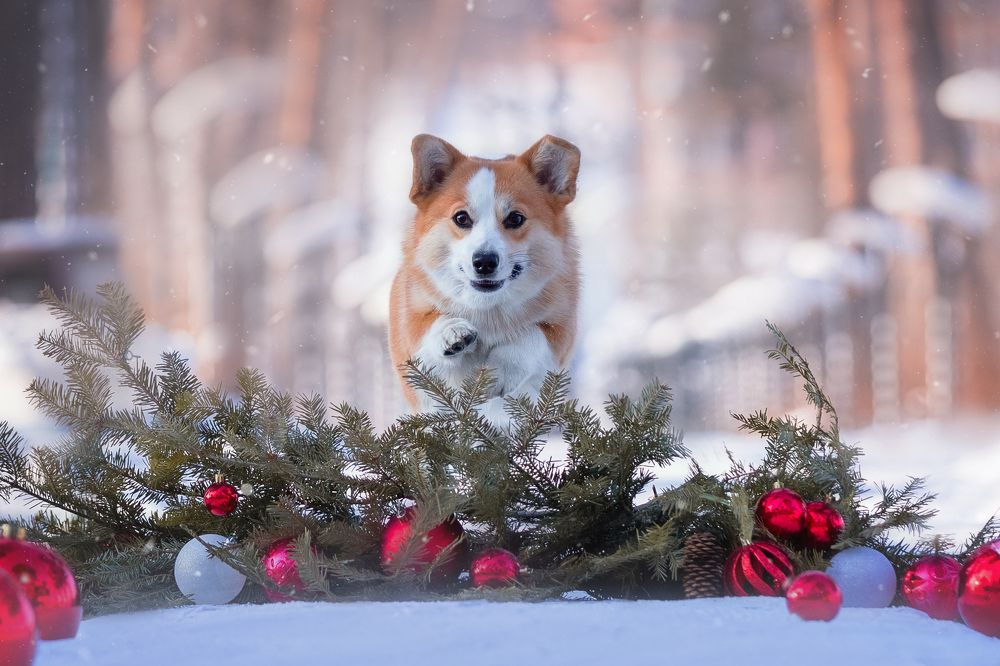 Полет в Новый год.