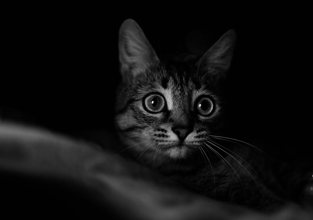 Photograph by Вероника