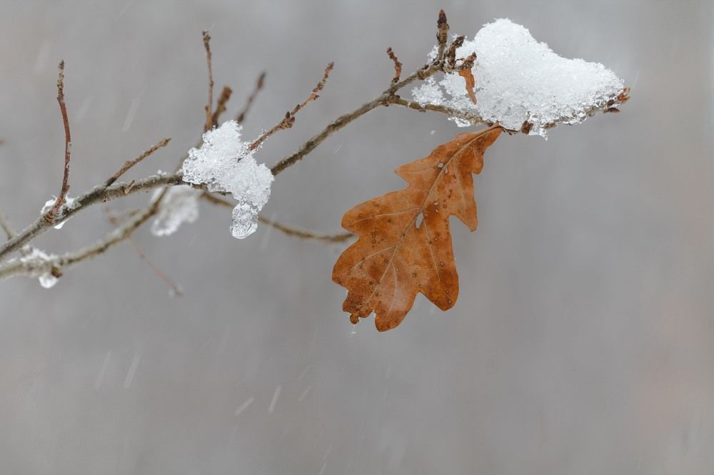 Photograph by Svetlana Gubanova