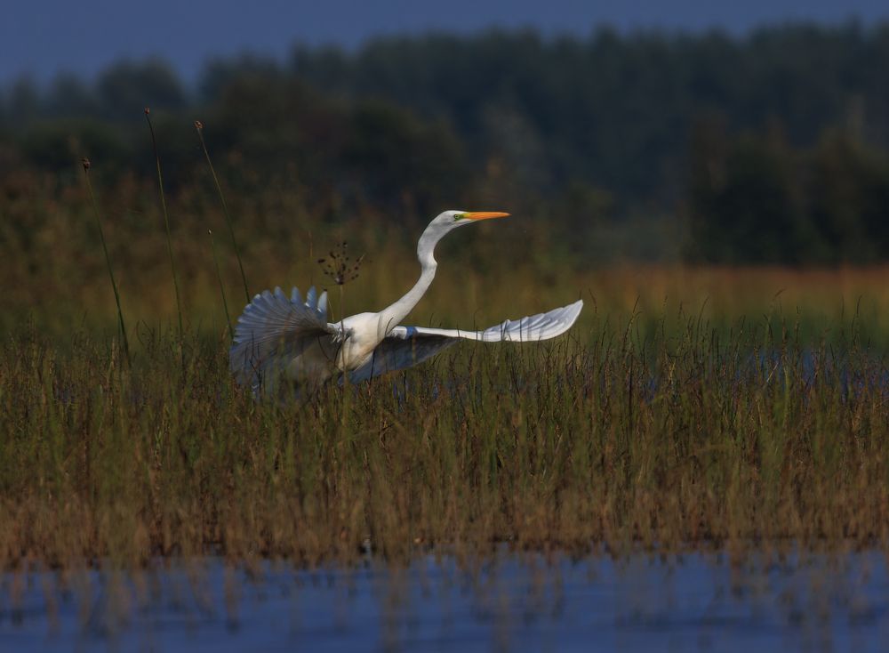 Photograph by Светлана Холодняк