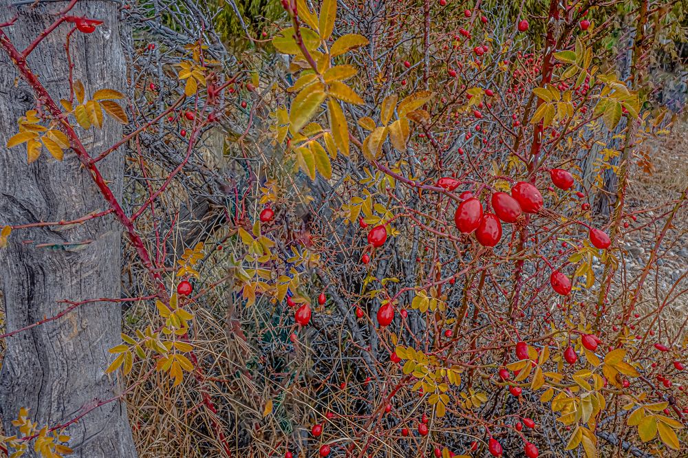 Balanced natural hues of gray, green, and red.