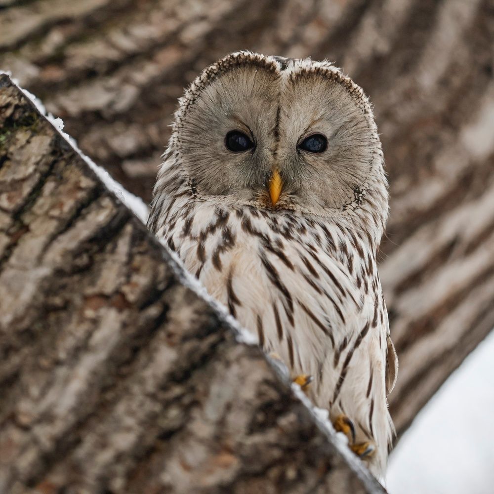 Photograph by Руслан Pl