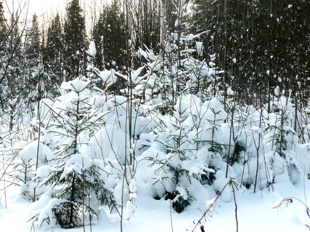 Photo #11677048