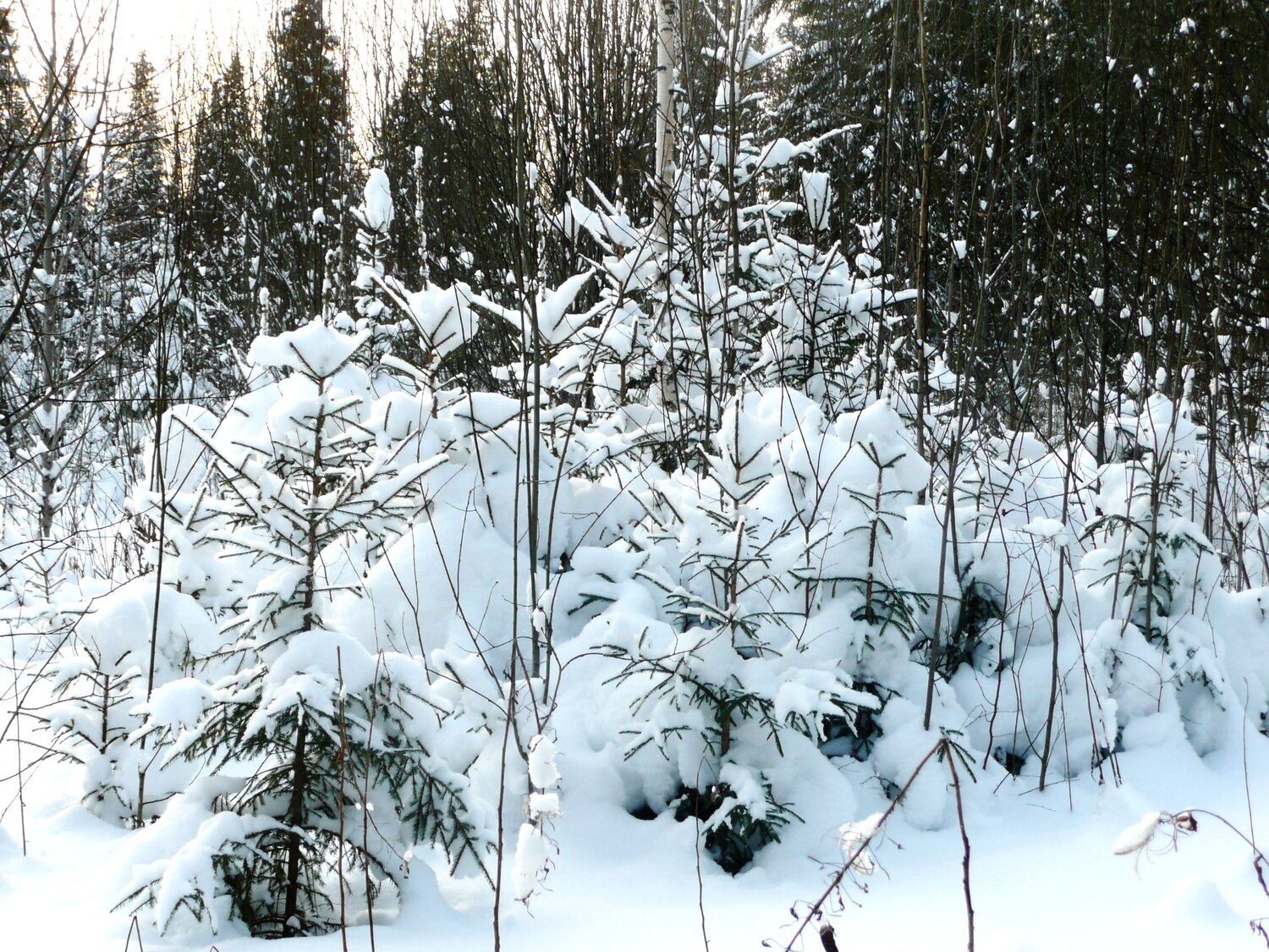 Photo #11677048