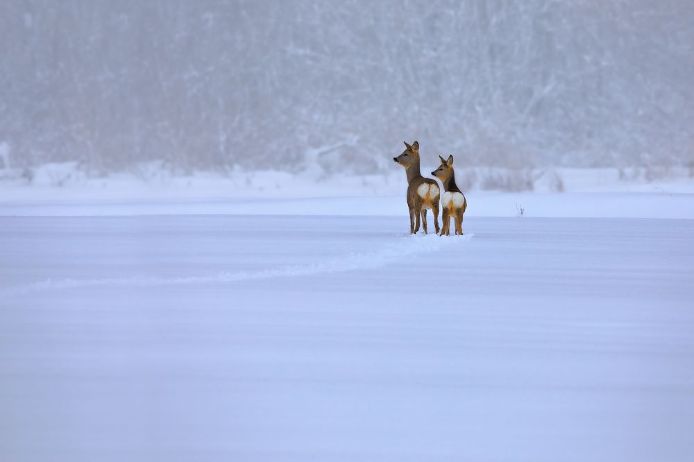 Photograph by Николай Протасеня