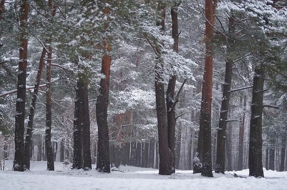 Photograph by Светлана Логинова